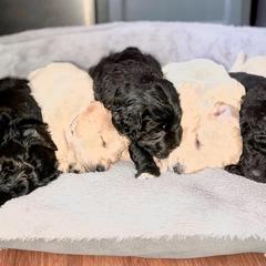 Double Doodles from KC Double Doodles