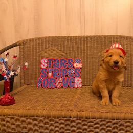 Orange collar - Golden male Golden Retriever puppy in Monroe, Tennessee from Golden Girls Furever Friends