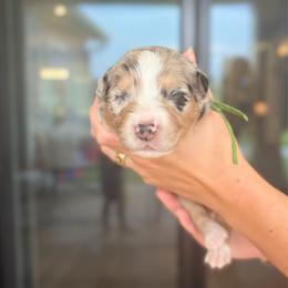 Jax - Blue merle male Australian Shepherd puppy in Jacksonville, Florida from Autumn's Aussies