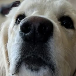 Golden Retrievers from River Birch Goldens
