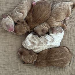 Girl 1 - Apricot female Goldendoodle puppy in Snohomish, Washington from Doodles of Snohomish