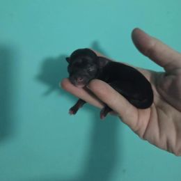 Chihuahua Puppies from CristinaXio Chihuahuas