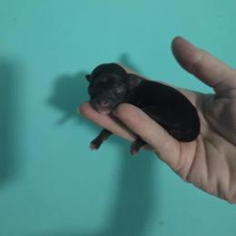 Chihuahua Puppies from CristinaXio Chihuahuas
