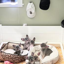 French Bulldog Puppies from 47 North Frenchies, LLC
