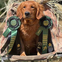 Goose - Golden Retriever