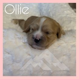 Ollie - Ruby male Cavachon puppy in Smoot, Wyoming from Designer Mountain Mutts