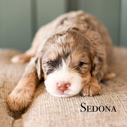 Girl 2 - female Bernedoodle puppy in Tucson, Arizona from Sun Valley Goldendoodles