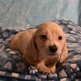 Harmony's boy - Cream male Dachshund puppy in Wheatfield, Indiana from Wines Wienery