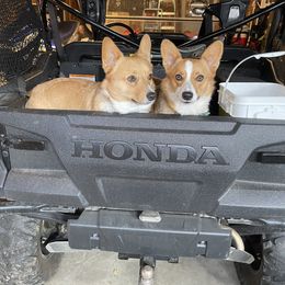 Pembroke Welsh Corgi Puppies from Kilgore’s Puppies of Greers Ferry Lake