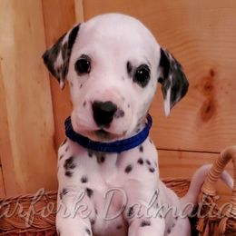 Dalmatians from Clearfork Dalmatians