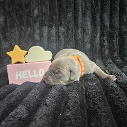 Orange collar - Gray brindle female Cane Corso puppy in Fritch, Texas from Carrie Brown's Cane Corsos