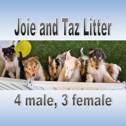 Collie puppies from Sperling's Rough Collies