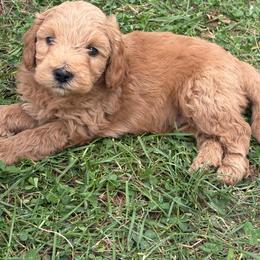 George - Apricot male Goldendoodle puppy in Strasburg, Virginia from Shenandoah Valley Doodles