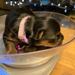 "Valentina " Yorkshire Terrier Puppies from Coursey’s Yorkies