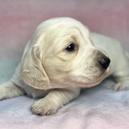 Mambo - Cream female Dachshund puppy in Woodburn, Oregon from Primo Dachshunds