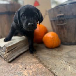 Fig - Black female Labrador Retriever puppy in Sweet Home, Oregon from Knotty Creek Labradors