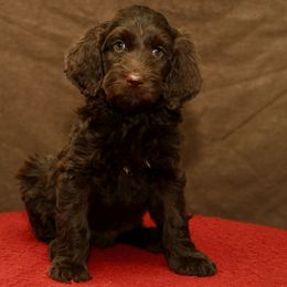 Frenchy - Chocolate female Australian Labradoodle puppy in Stanwood, Washington from Victoria Creek Australian Labradoodles