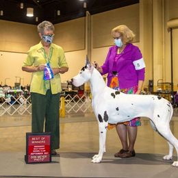Delilah - Great Dane