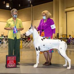 Delilah - Great Dane