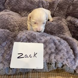 Dachshund Puppies from Forever home dachshunds