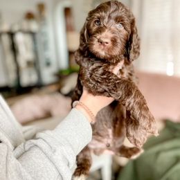 Double Doodle and Labradoodle Puppies from Magnolia & Finn Doodles