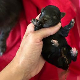 Calypso - Black female Pomeranian puppy in Somerset, Kentucky from Perez Pomeranians