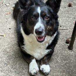 Prudence - Cardigan Welsh Corgi