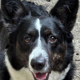 Prudence - Cardigan Welsh Corgi