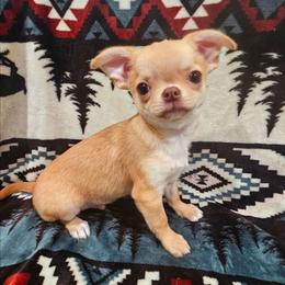 Myles - Fawn male Chihuahua puppy in Joliet, Illinois from Chihuahua and frenchie favs