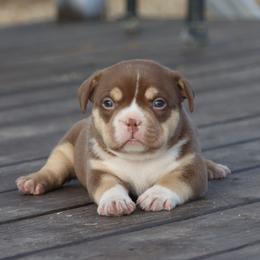 Girl 3 - Chocolate tri-color female American Bully puppy in Dixon, Kentucky from Haymaker Bully Camp