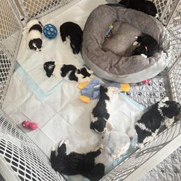 Bernedoodle puppies from BellaDoodles