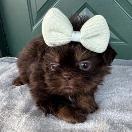Shih Tzu puppies from Dollface Dollie’s Shih Tzus