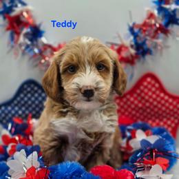Teddy - Apricot male Goldendoodle puppy in Summerville, South Carolina from Channys Doodles
