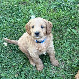 Jax - Apricot male Goldendoodle puppy in Strasburg, Virginia from Shenandoah Valley Doodles