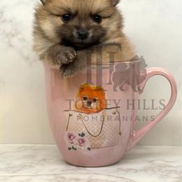 Nigel - Orange sable male Pomeranian puppy in Redlands, California from Torrey Hills Poms