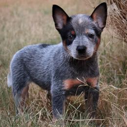 - Boy 1 - Blue male Australian Cattle Dog puppy in Kaufman, Texas from Emberwick Ranch