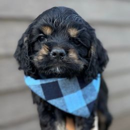 Sammy - Black and tan male Cocker Spaniel puppy in Lake, Mississippi from MGs Cockers