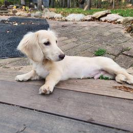 Blue Boy - Vanilla - Cream male Dachshund puppy in Madison, Wisconsin from CC's Dachshunds