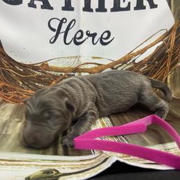 Girl 2 - Blue female German Shepherd puppy in Pelham, North Carolina from P & P Shepherds
