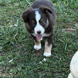 Miniature Australian Shepherd and Toy Australian Shepherd Puppies from Ramblin’ Rose Aussies