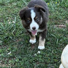 Miniature Australian Shepherd and Toy Australian Shepherd Puppies from Ramblin’ Rose Aussies