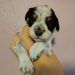 Liver tan roan parti - Parti male Miniature Schnauzer puppy in Florida from Central Florida Schnauzers
