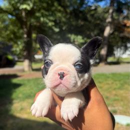 Archie - White and brindle male French Bulldog puppy in Houston, Virginia from Carter’s Kennel