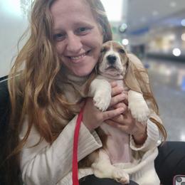 Noelle - Blue tan and white female Basset Hound puppy in Lebanon, Ohio from Lady Mae Bassets