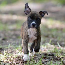 Thor - Brown brindle male American Staffordshire Terrier puppy in St. Augustine, Florida from LBK & Ancient City