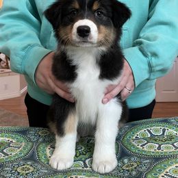Australian Shepherd Puppies from Audacity Australian Shepherds