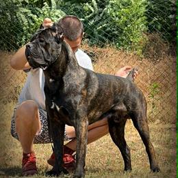 Cane Corso from Hub City Kennel