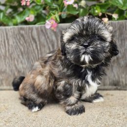 Alivia - Brindle female Shih Tzu puppy in Mountain Grove, Missouri from Precious Puppies
