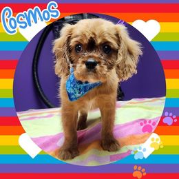 Cosmos - Ruby - Ruby Cavalier King Charles Spaniel puppy in Culpeper, Virginia from Heritage Hill Cavaliers