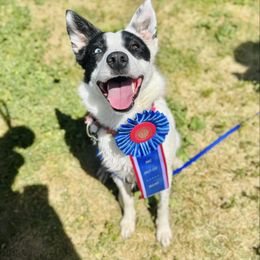 Snap - Border Collie